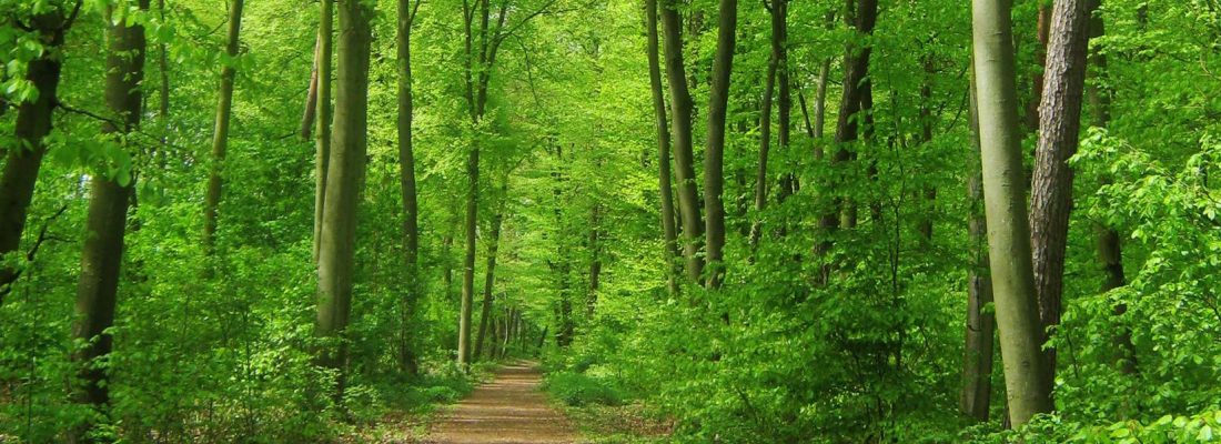 waldbaden_landingpage waldbaden_landingpage
