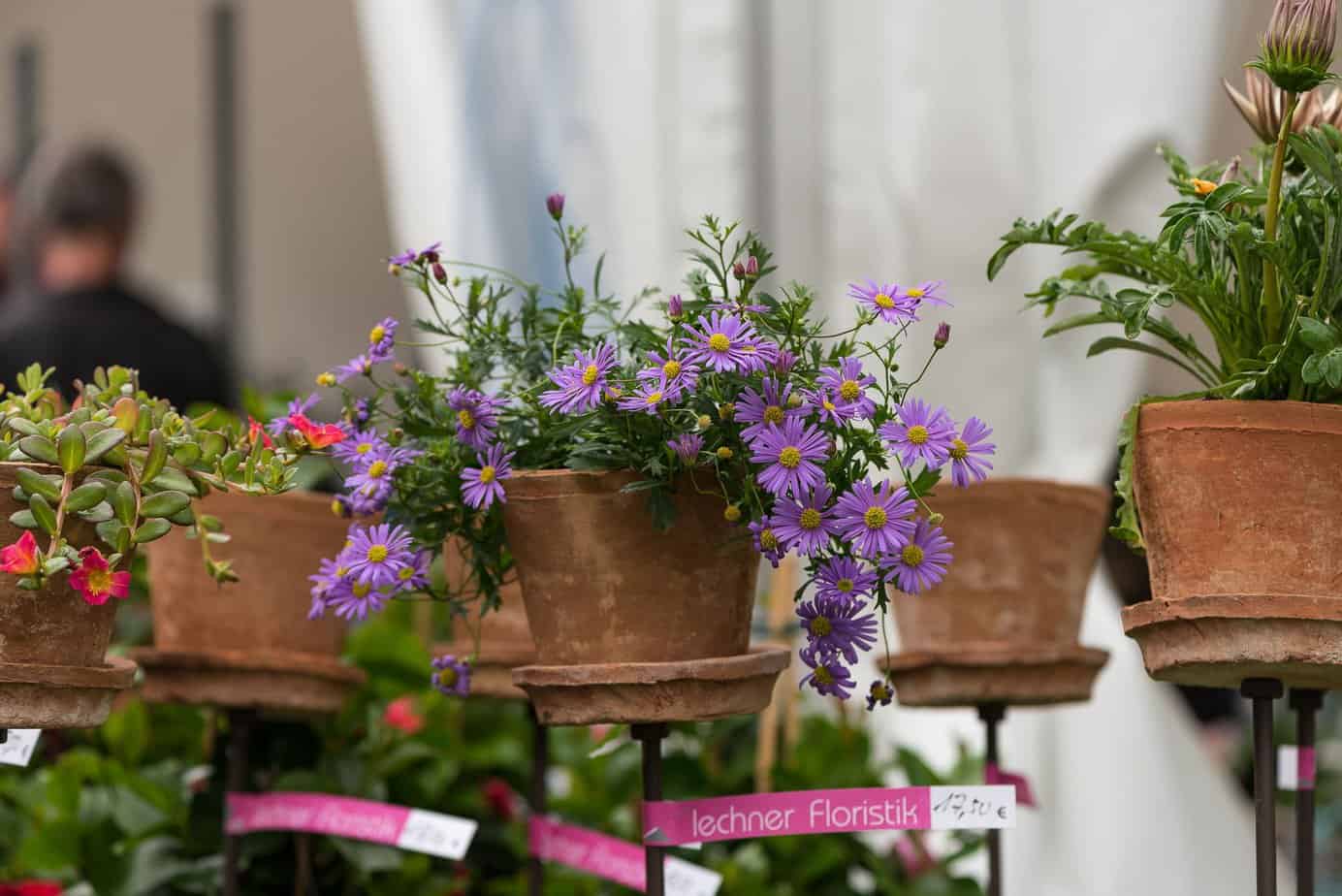 Gartenschau, Blumen, Outdoor, Blumentopf