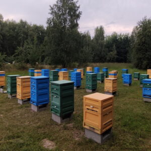 Ule w lesie – pasieka świętokrzyskie