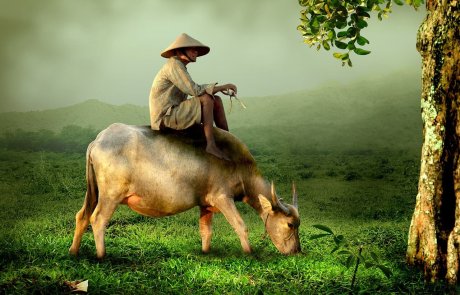 הכנה להילולת רבינו הקדוש – מה אני רוצה להיות? בנאדם או בהמה?