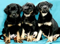 Black and Tan Puppies