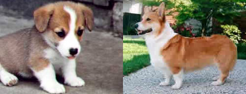 Corgis