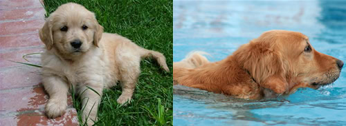 Golden Retrievers