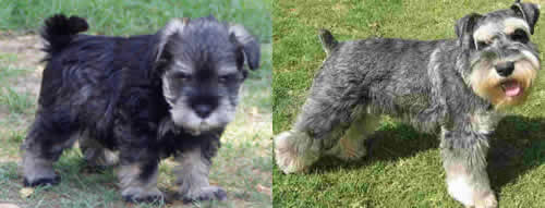 Miniature Schnauzers