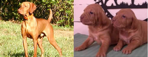 Vizslas