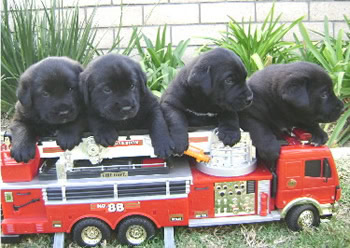 Cachorros de laboratorio negros de perros de peluche