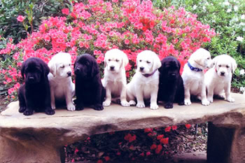 Cachorros en el banco de piedra de CCI