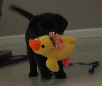 Stetson with Ducky