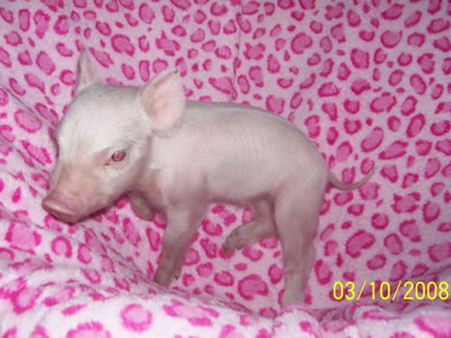 Pink at 4 weeks