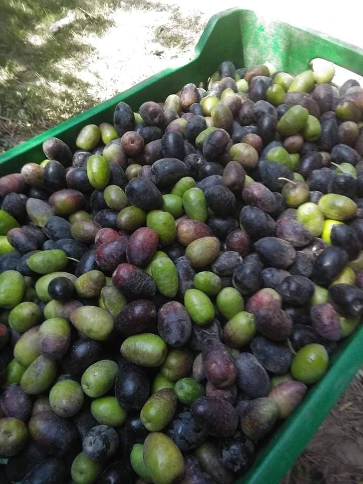 Aceitunas para salmuera - QORI OLIVA