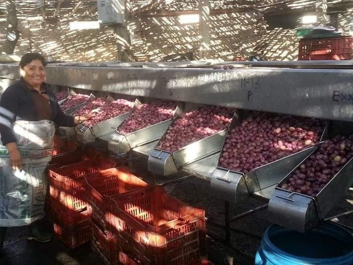 Calibradora seleccionando el tamano - QORI OLIVA