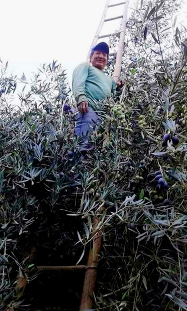 Comenzando la cosecha - QORI OLIVA