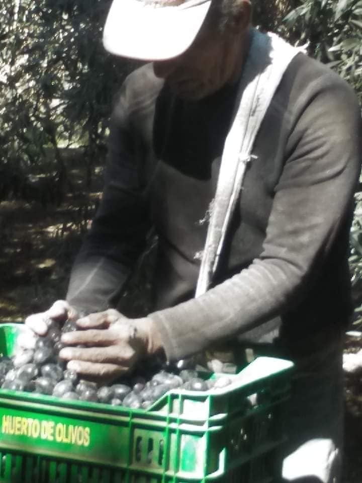 Observando la calidad del fruto - QORI OLIVA