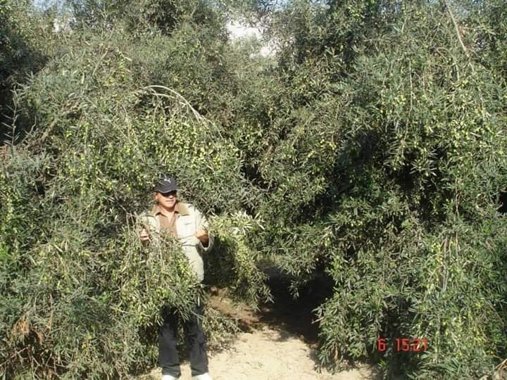 Árbol copado de olivos - QORI OLIVA