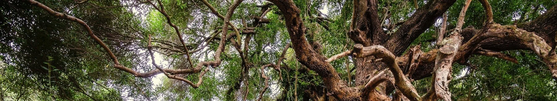 Portada Árbol - Qori Oliva