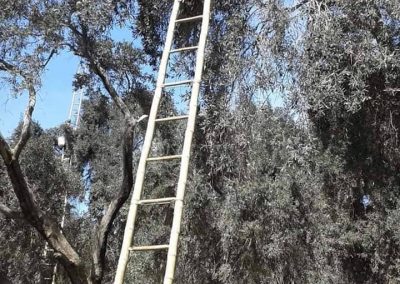 En plena cosecha-QORI OLIVA