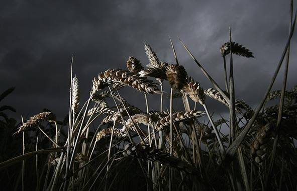 Producțiile agricole, sub semnul incertitudinii