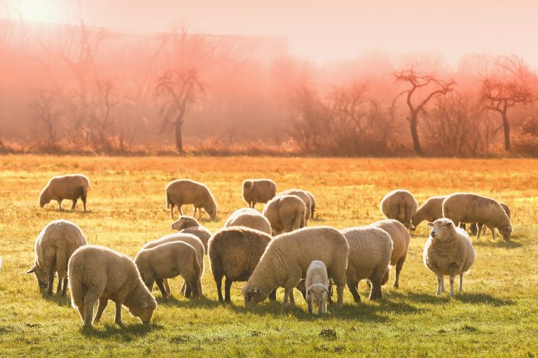 România a exportat animale vii în valoare de peste 25 de milioane de euro, în ianuarie România a exportat animale vii în valoare de peste 25 de milioane de euro, în ianuarie