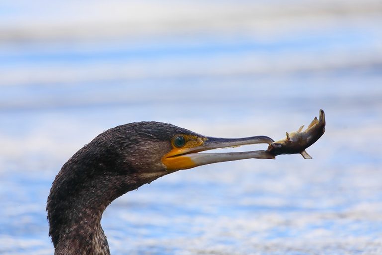 Cormoranul, acest ”hoț cu pene”, a supraviețuit epocii staliniste