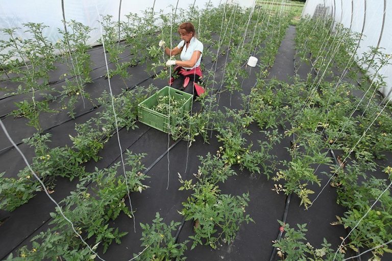 Noi oportunități de a câștiga din agricultură i-au văzut pe români