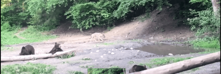 VIDEO Un lup în vizită la niște urși