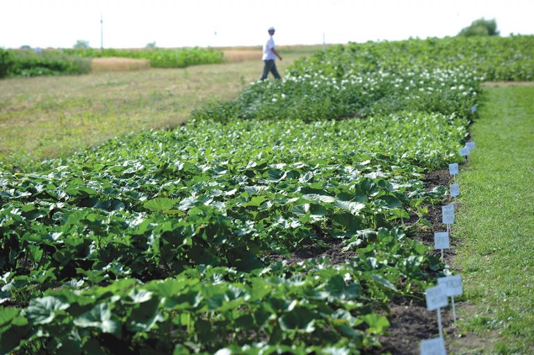 Paradox: România este în coada UE în ceea ce privește suprafețele de teren alocate agriculturii Paradox: România este în coada UE în ceea ce privește suprafețele de teren alocate agriculturii