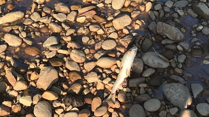 Peşti morţi, descoperiţi în râul Timiş