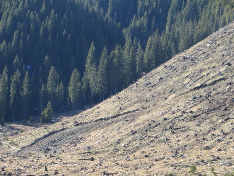 Jaf în pădurile României. Șeful Romsilva acoperă proporțiile dezastrului