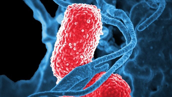 Studiu: Boala ficatului gras non-alcoolic este asociată cu prezența unei bacterii în intestine
