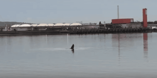 O balenă de aproximativ 10 metri a fost găsită moartă în fluviul Tamisa