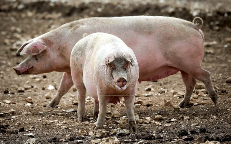 Al doilea Crăciun sub semnul pestei porcine africane Al doilea Crăciun sub semnul pestei porcine africane