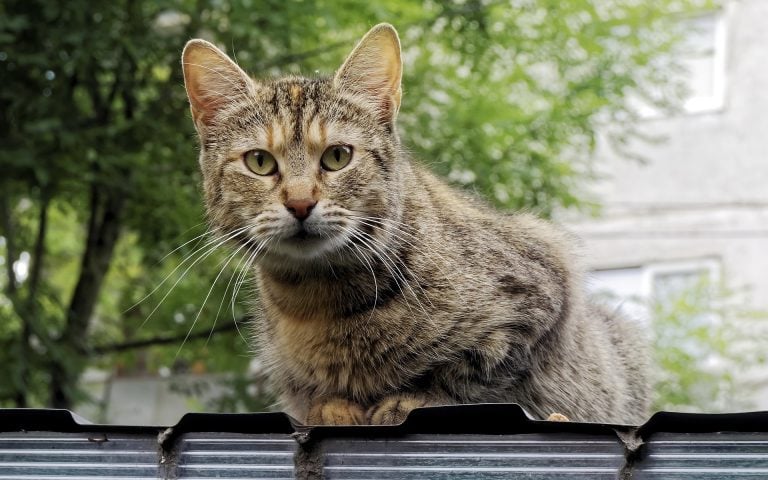 Cum ar trebui să ne comportăm cu animalele de companie dacă avem coronavirus. Pisicile, cele mai vulnerabile