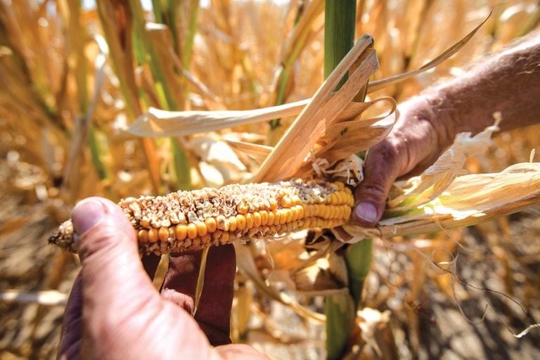 Seceta a devenit un risc major pentru producțiile agricole Seceta a devenit un risc major pentru producțiile agricole