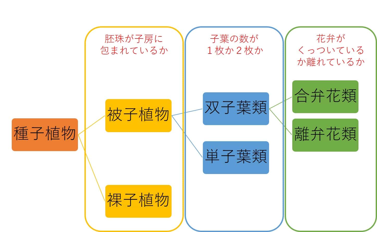 質問 中学 理科 種子植物の分類で アサガオは合弁花類 など どこまで植物の名前と分類を覚えておけばいいですか オンライン無料塾 ターンナップ 質問 中学 理科 種子植物の分類で アサガオは合弁花類 など どこまで植物の名前と分類を覚えておけばいいですか オンライン無料塾 ターンナップ