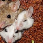 LEZIONE Lotta Integrata: esperienze e nidi