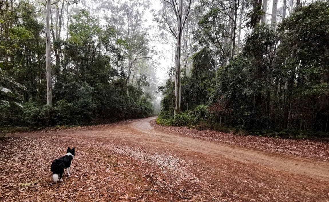 chichester state forest