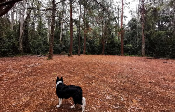 chichester state forest