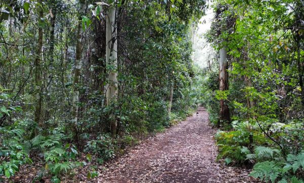 chichester state forest