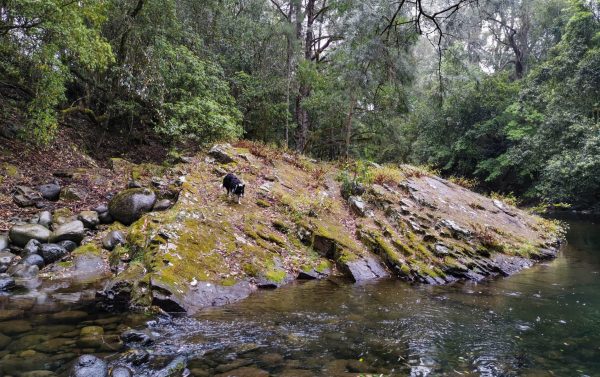 chichester state forest
