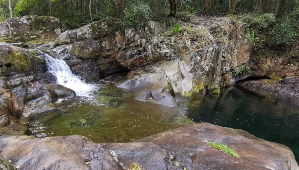 chichester state forest