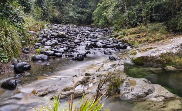 chichester state forest