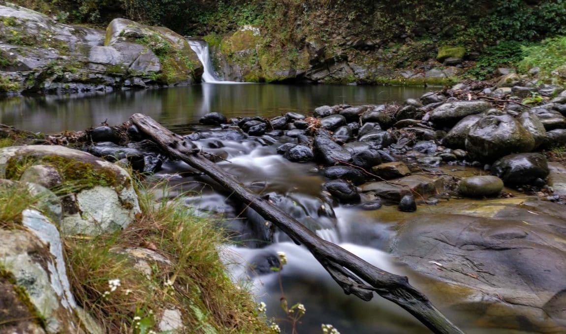 chichester state forest