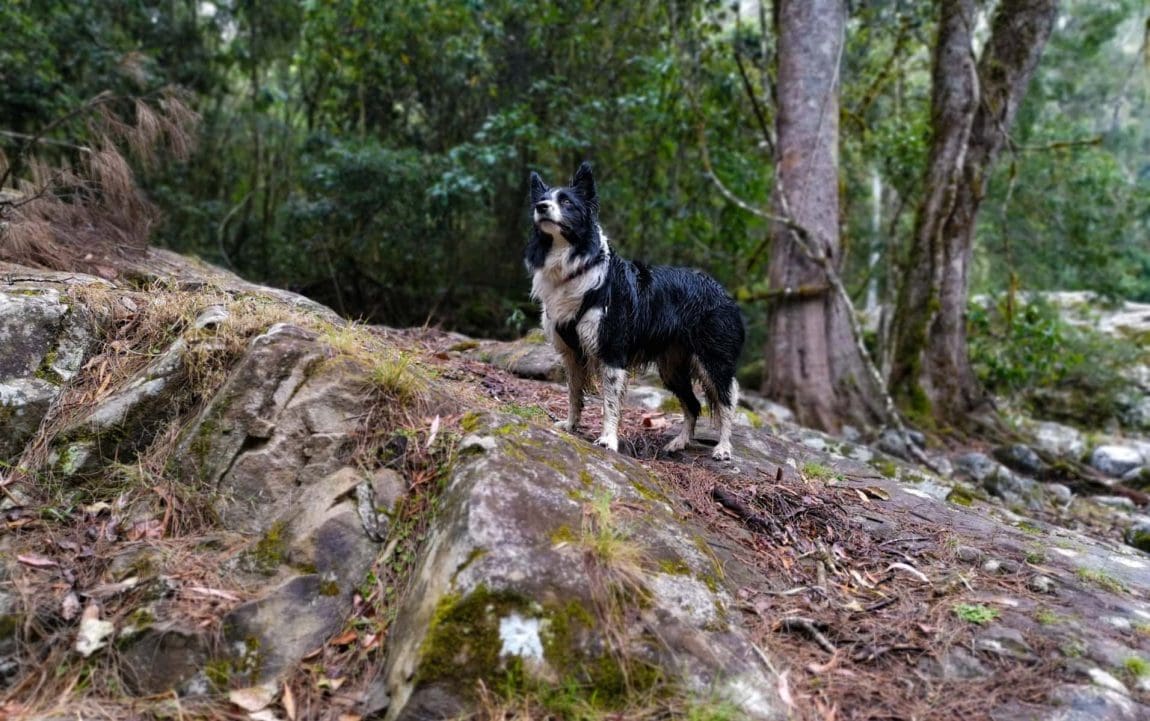 chichester state forest