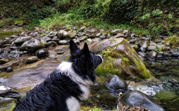 chichester state forest