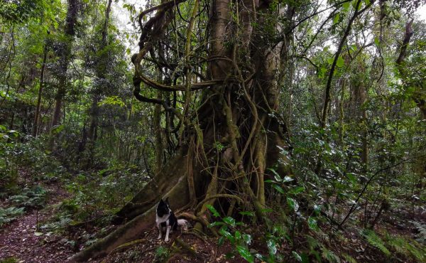 chichester state forest