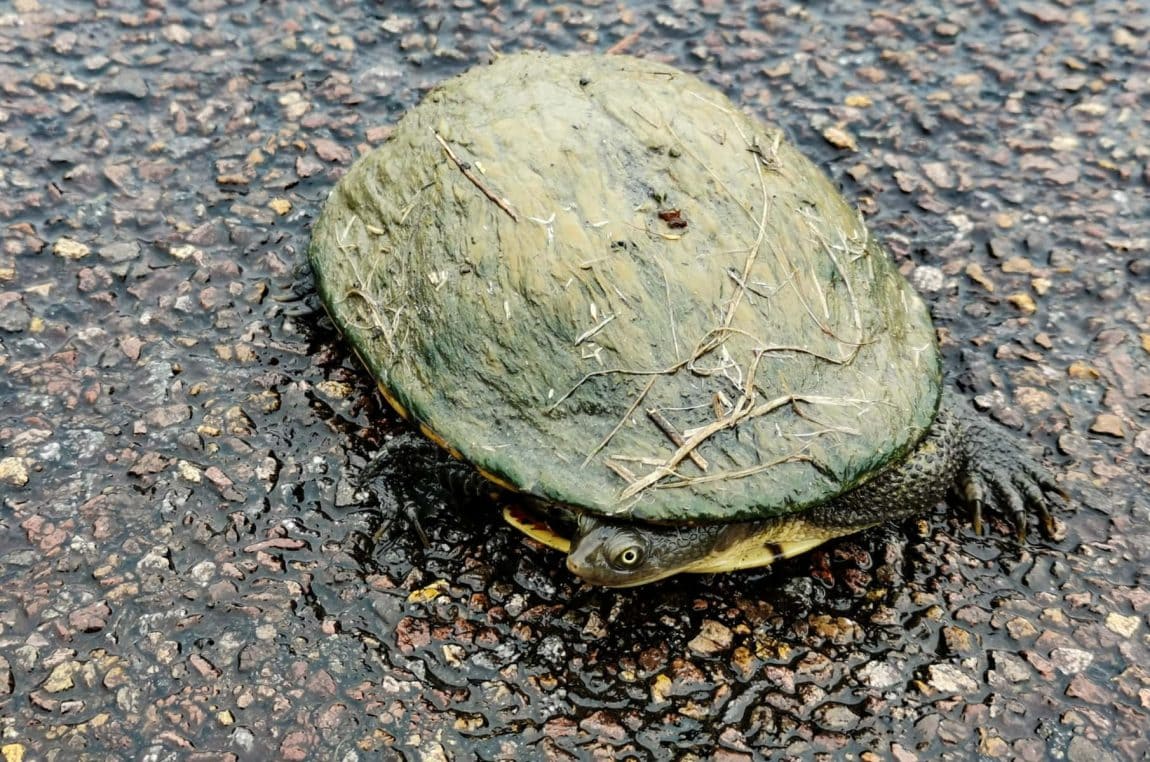 chichester state forest