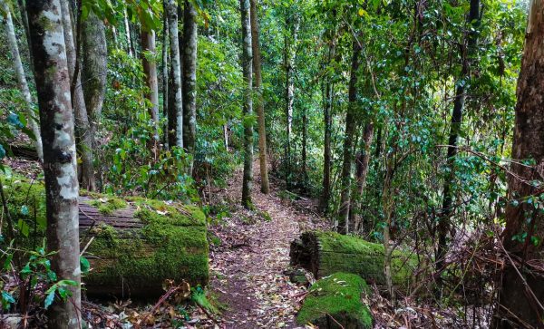 chichester state forest