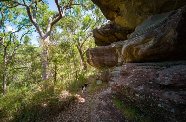 engadine