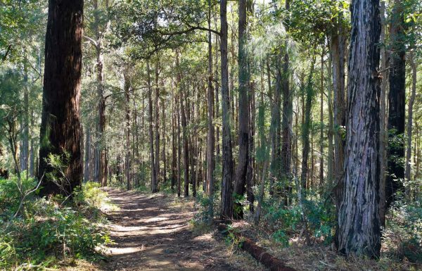 cumberland state forest