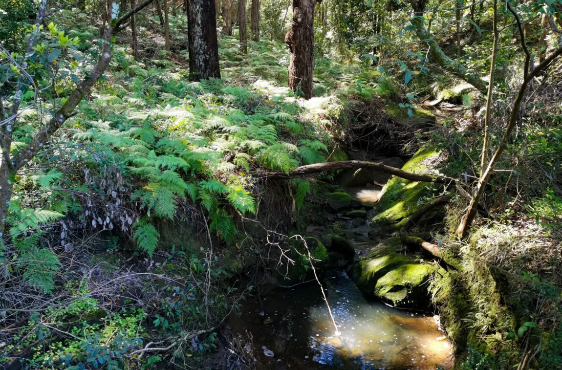 cumberland state forest